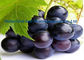 Ribes roxo escuro Nigrum L do extrato da groselha para CAS antienvelhecimento 84082-34-8 fornecedor